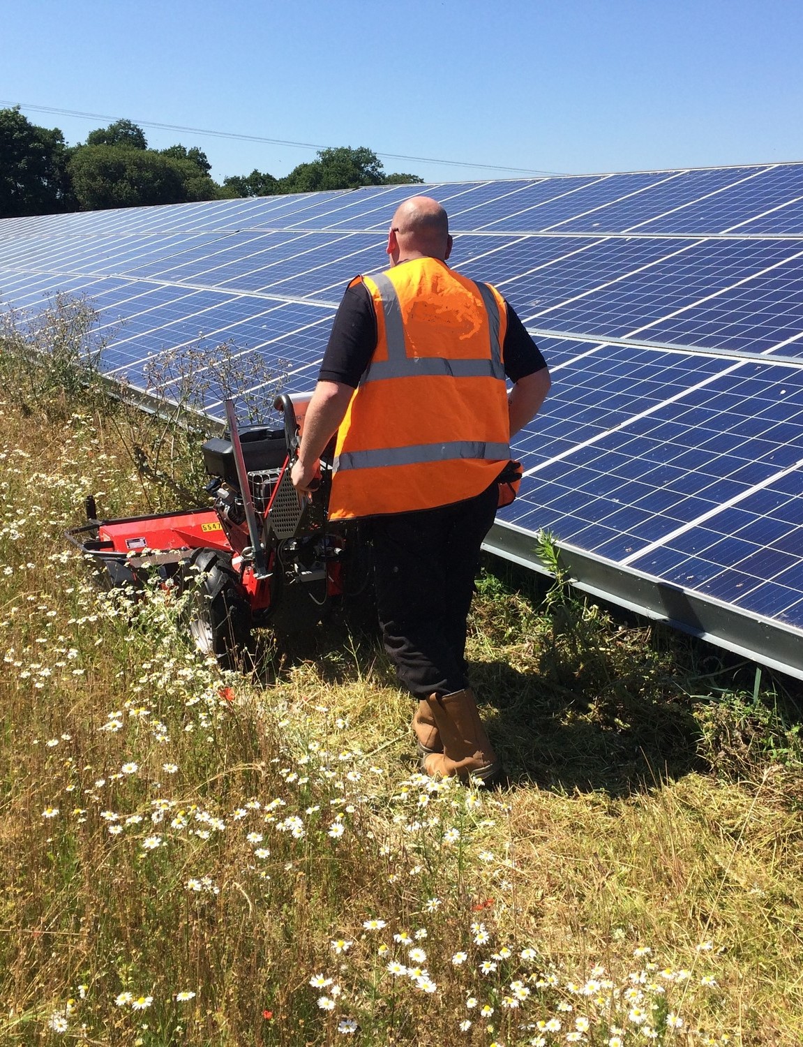 Solar Farm Vegetation Management