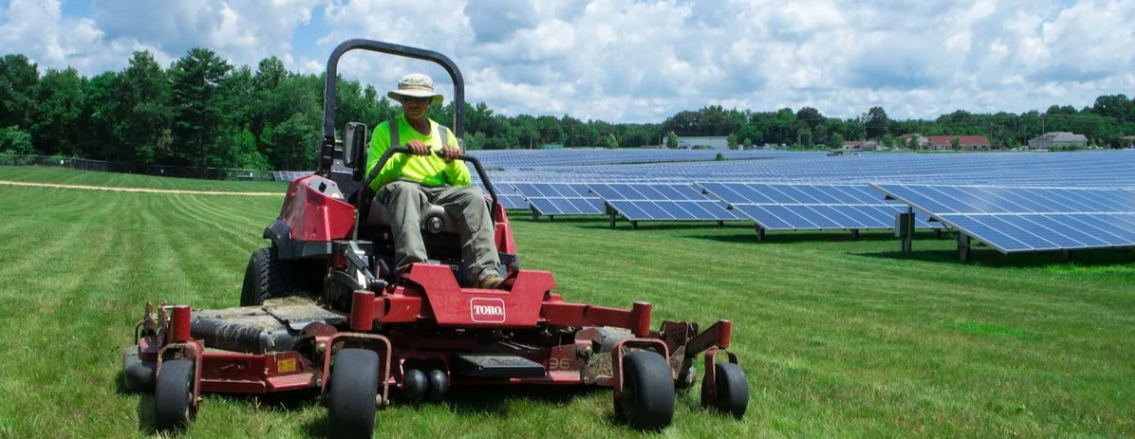 Solar Farm Vegetation Management